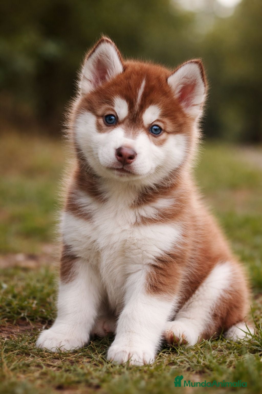 Husky Siberiano perros Husky rojo  - Anuncio 1