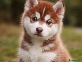 Husky Siberiano perros Husky rojo - Anuncio 1