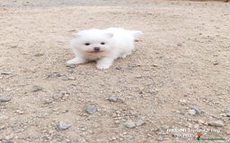 Pomerania perros en venta: MACHITO CHIQUITIN DE POMERANIA - Anuncio 4