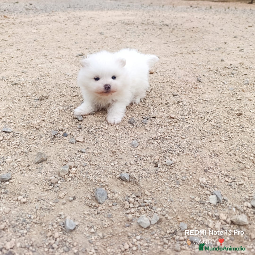 Pomerania perros en venta: MACHITO CHIQUITIN DE POMERANIA - Anuncio 4