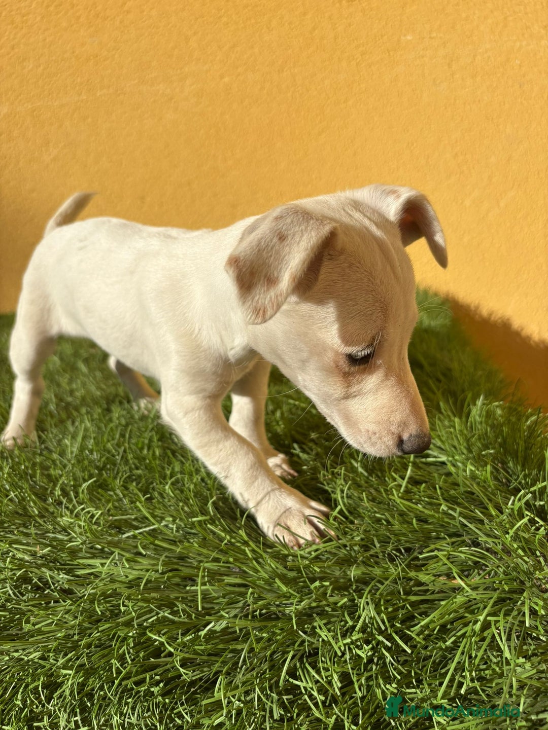 Jack Russell Terrier perros en venta: Camada de Jack Russell de pata corta  - Imagen 18