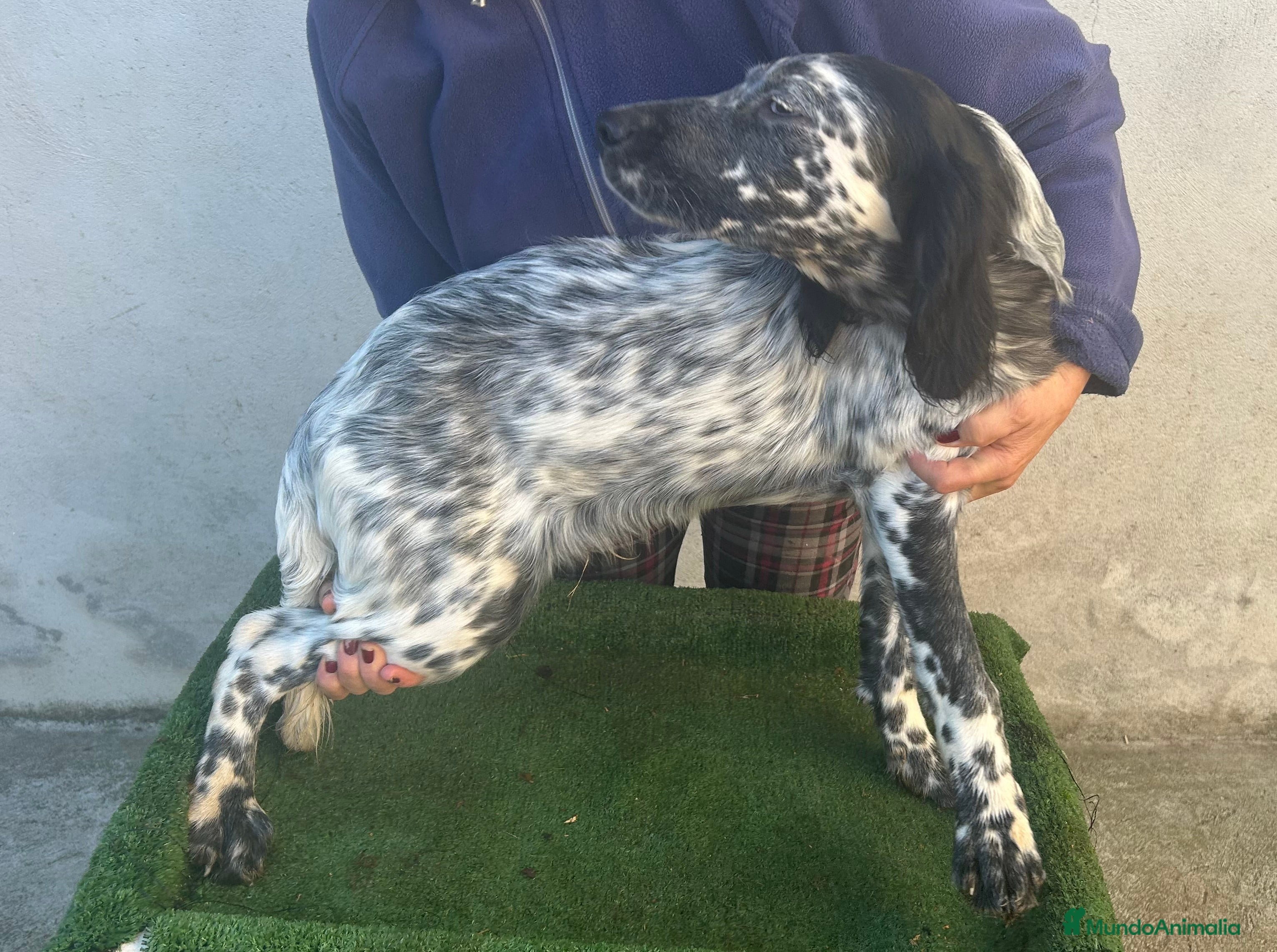 Setter Inglés perros Setter inglés  - Anuncio 41