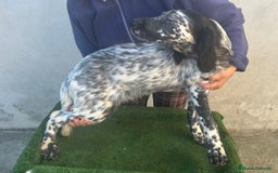 Setter Inglés perros en venta: Setter inglés  - Imagen 1