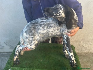 Setter Inglés perros - Anuncio 2