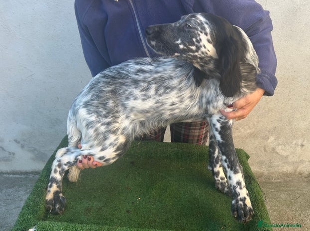 Setter Inglés perros - Anuncio 1