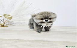 Pomerania perros en venta: POMERANIA HEMBRA - Imagen 3