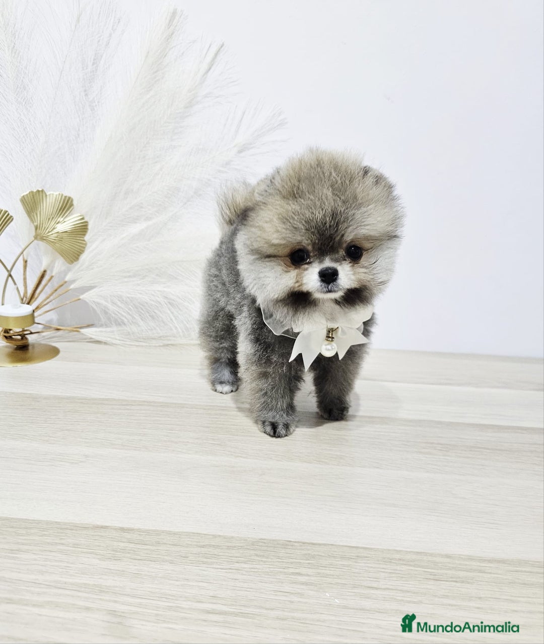 Pomerania perros en venta: POMERANIA HEMBRA - Imagen 3