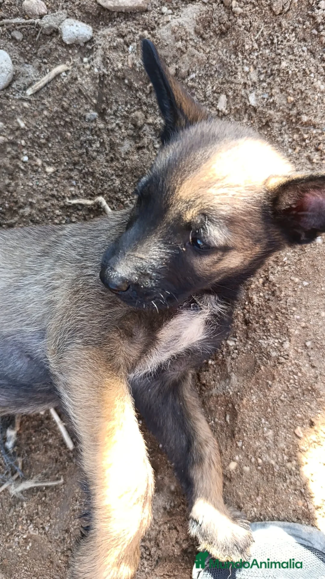 Pastor Belga Malinois perros en venta: Disponible Pastor belga Malinois Hembra  - Anuncio 2