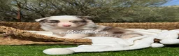 Border Collie perros en venta: BORDER COLLIE RED MERLE - Anuncio 1