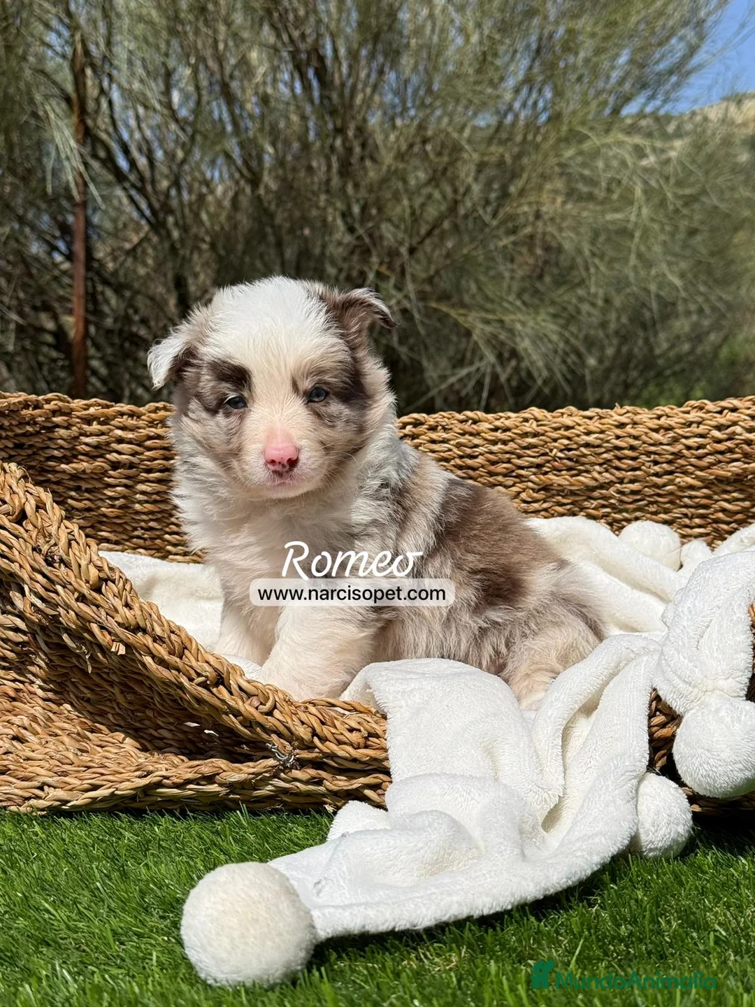Border Collie perros en venta: BORDER COLLIE RED MERLE - Anuncio 1
