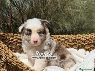 Border Collie perros BORDER COLLIE RED MERLE - Anuncio 15