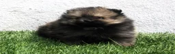 Pomerania perros en venta: Pomerania  - Anuncio 3