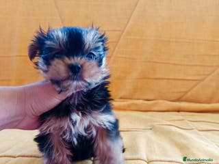 Yorkshire Terrier perros Yorkshire miniatura en Badajoz - Anuncio 22