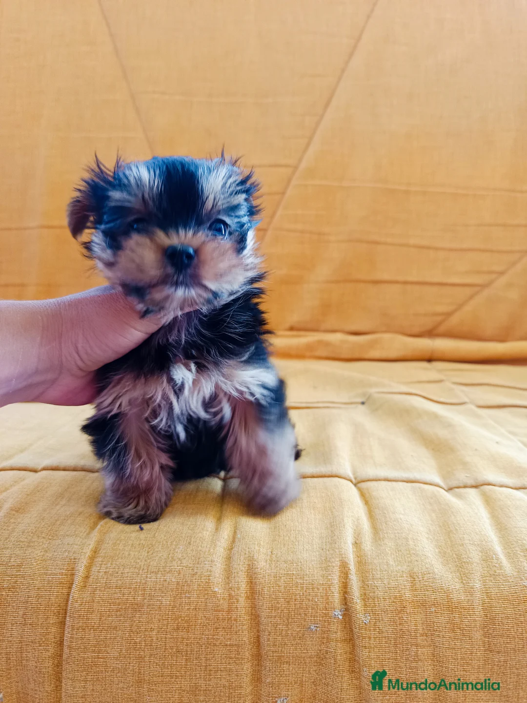 Yorkshire Terrier perros en venta: Yorkshire miniatura en Badajoz - Anuncio 1