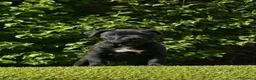 Cane Corso perros en venta: Impresionantes cane corsos maxima calidad - Anuncio 3