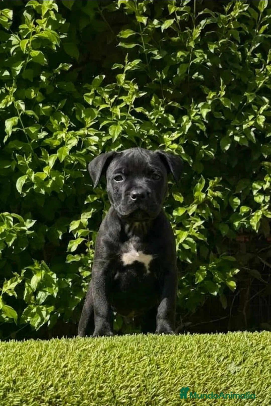 Cane Corso perros en venta: Impresionantes cane corsos maxima calidad - Anuncio 2