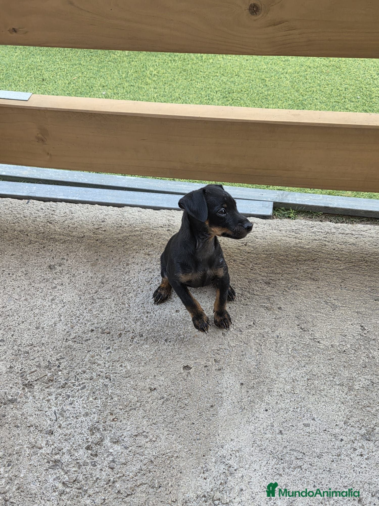Pinscher Miniatura perros Mini pinscher hembra  - Anuncio 1
