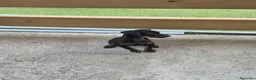 Pinscher Miniatura perros en venta: Mini pinscher hembra  - Anuncio 1