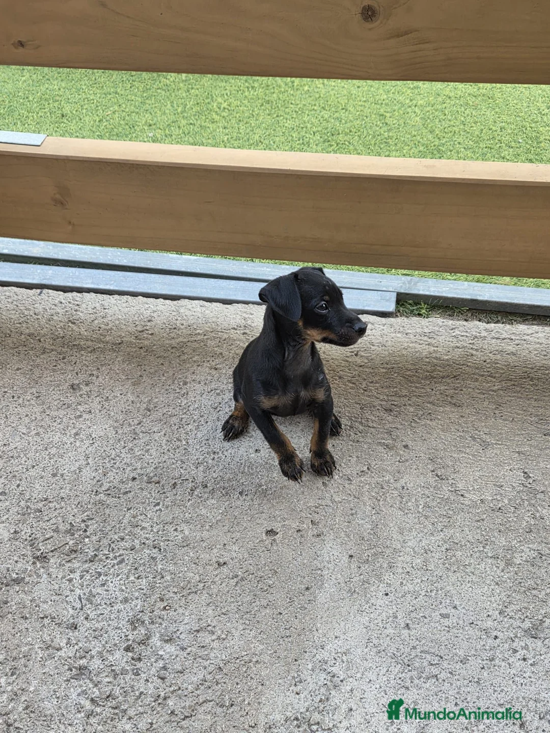 Pinscher Miniatura perros en venta: Mini pinscher hembra  - Anuncio 1