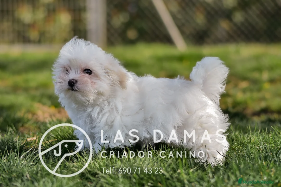Bichón Maltés perros en venta: BICHÓN MALTÉS DISPONIBLE - Anuncio 2