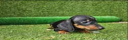 Teckel perros en venta: Cachorro Teckel - Anuncio 3
