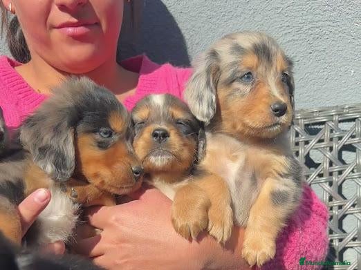 Cocker Spaniel Inglés perros Camada de cocker - Anuncio 1