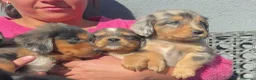 Cocker Spaniel Inglés perros en venta: Camada de cocker - Anuncio 1