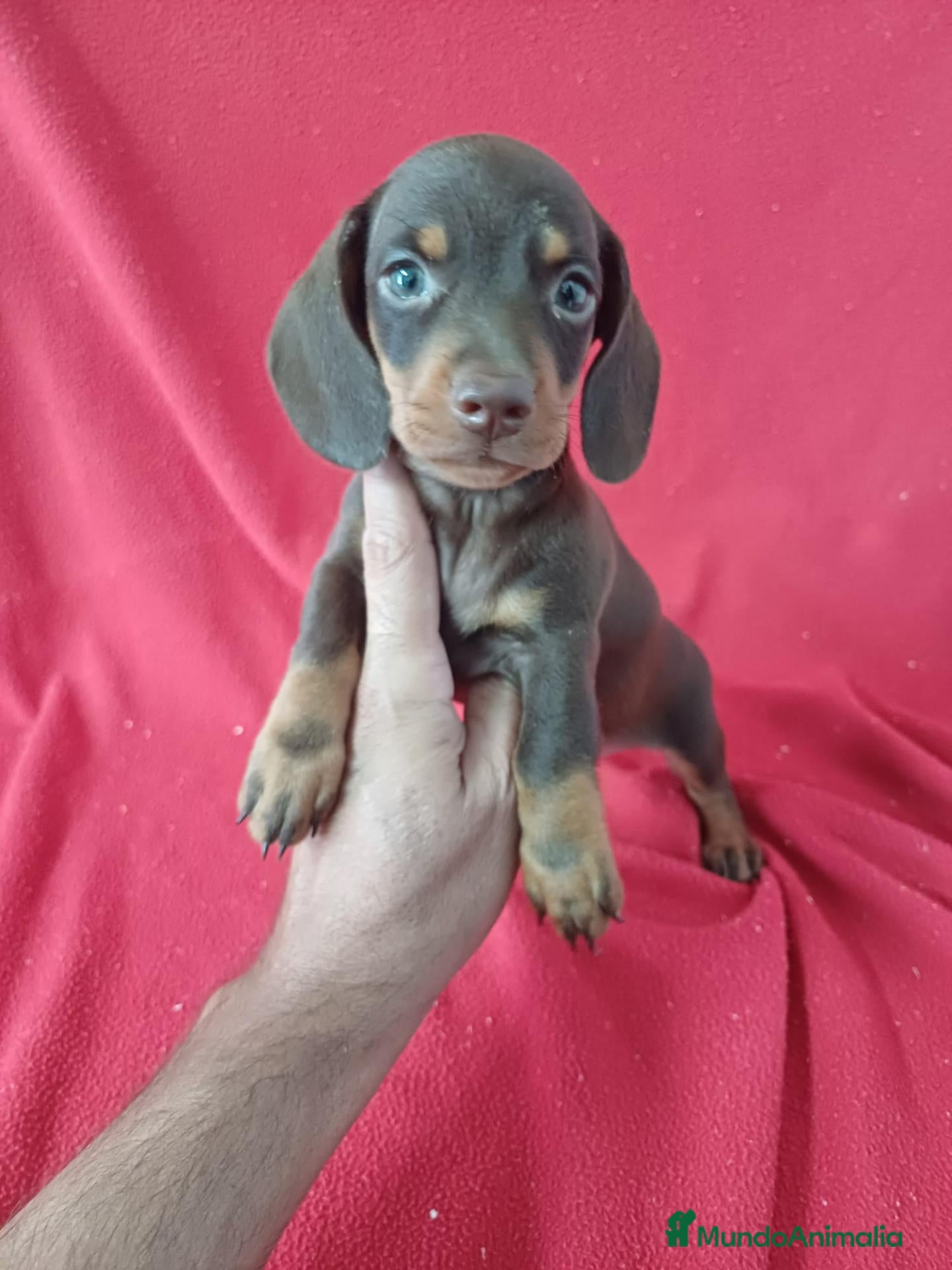 Teckel Miniatura perros Teckel Miniatura Chocolate Ojos Claros - Anuncio 26