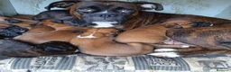 Boxer perros en venta: Boxer  - Anuncio 11