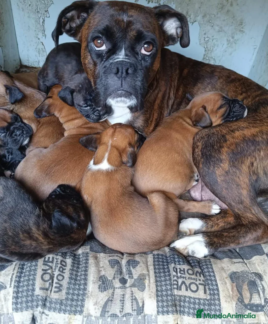 Boxer perros en venta: Boxer  - Anuncio 11