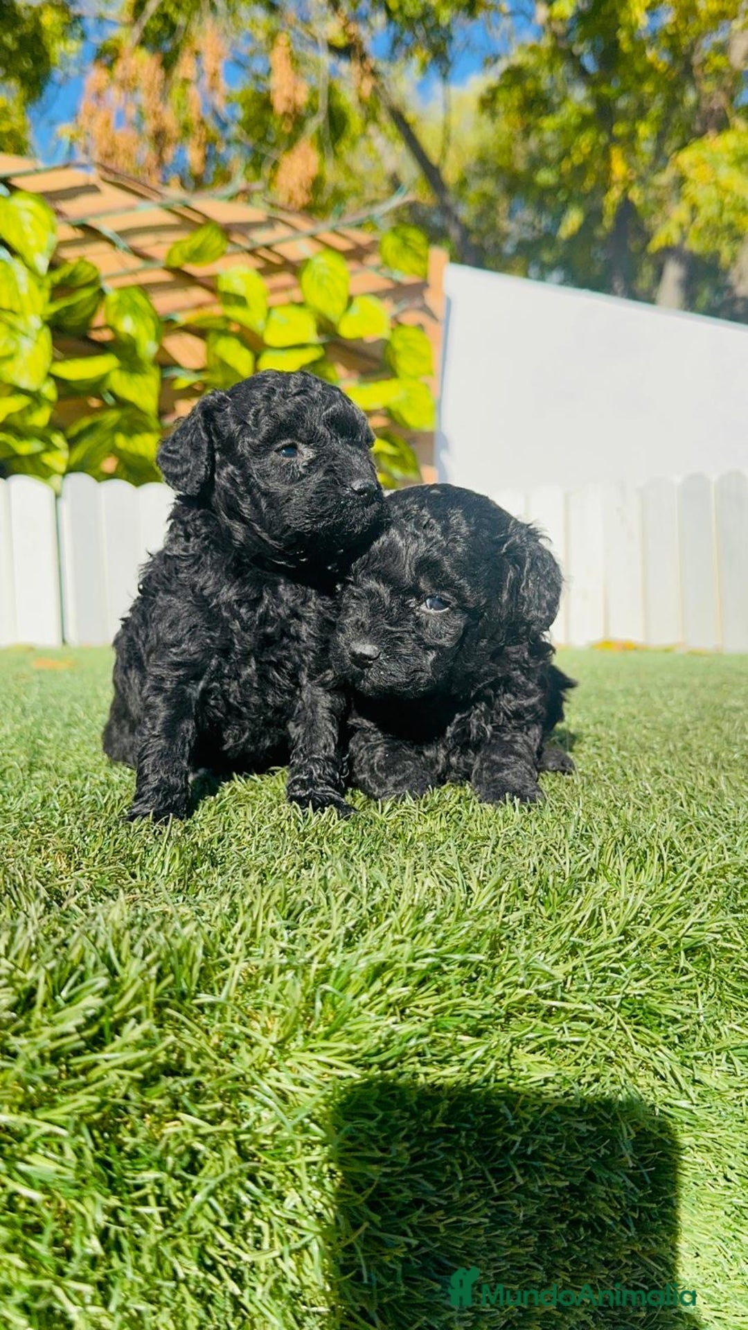 Caniche Toy perros en venta: CANICHE TOY - Anuncio 14