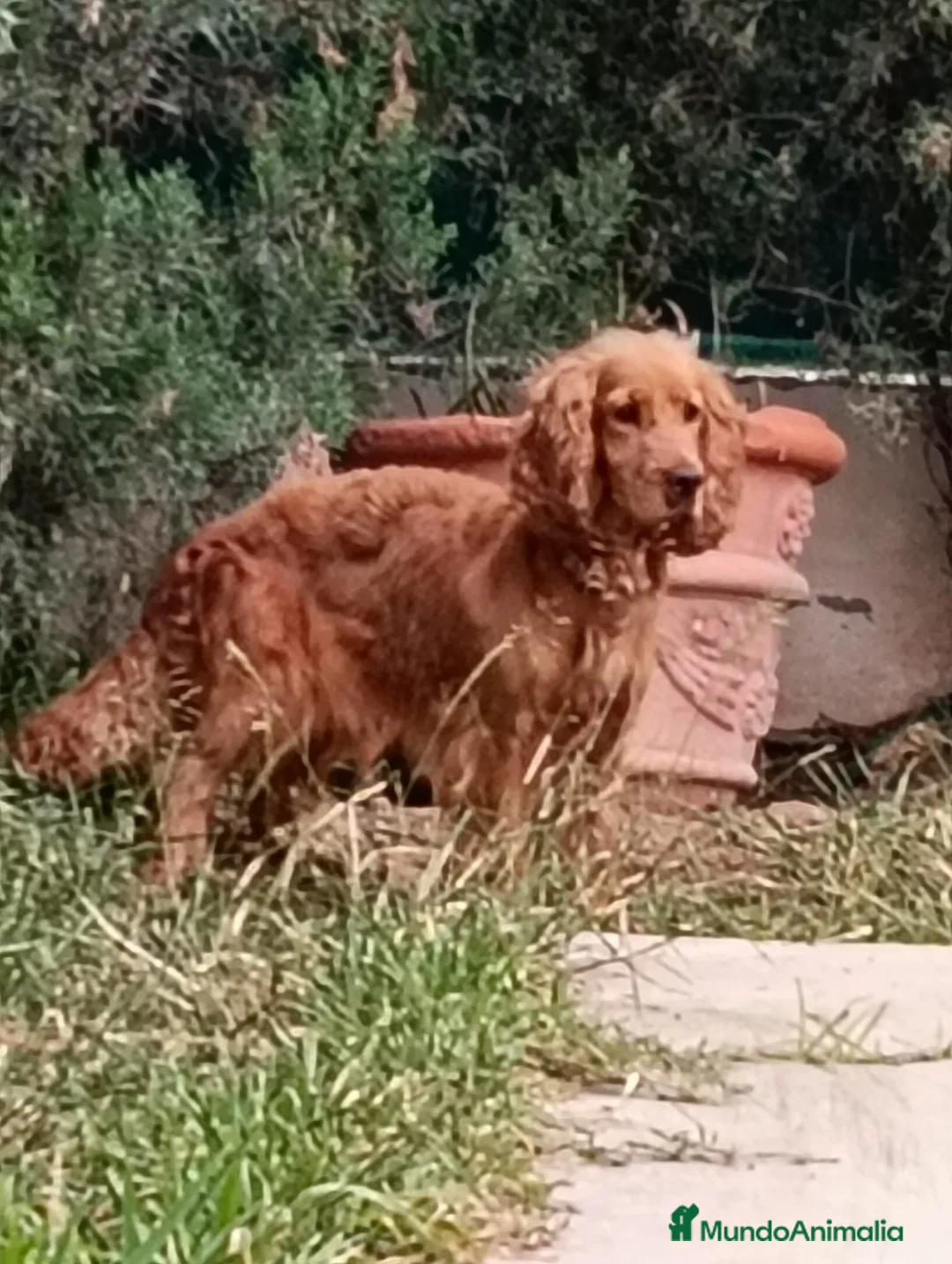 Cocker Spaniel Inglés perros en venta: Cocker Spaniel ingles  - Anuncio 5