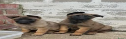 Pastor Belga Malinois perros en venta: Pastor Belga Malinois  - Anuncio 2
