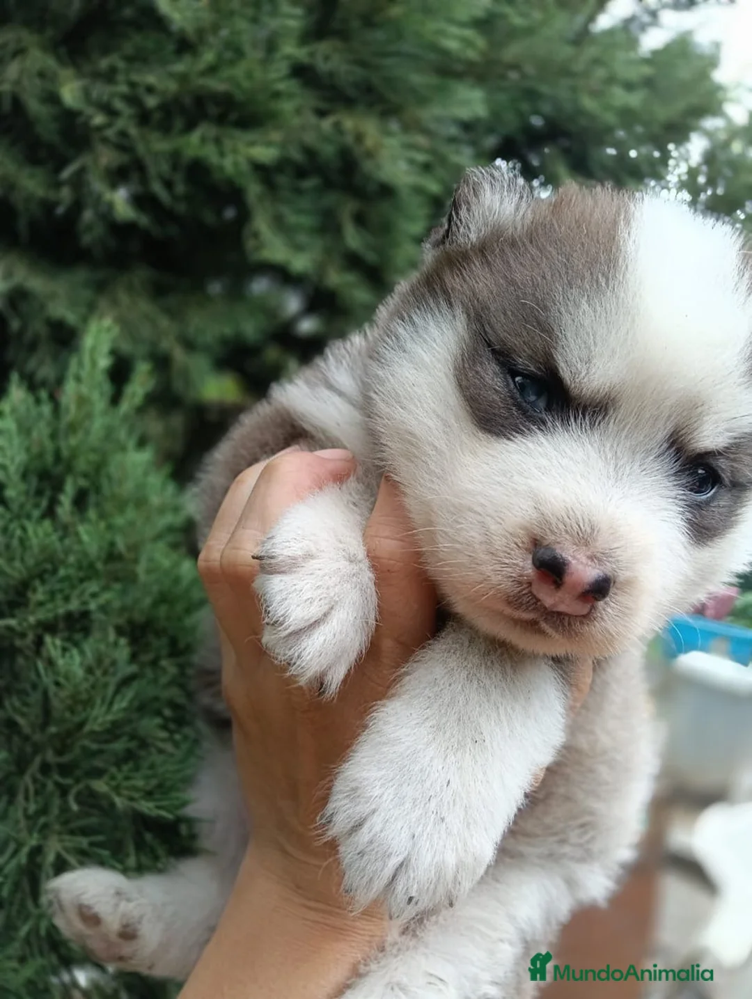 Husky Siberiano perros en venta: HUSKYS SIBERIANOS PUPPY.  - Anuncio 5
