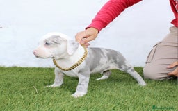 American Pit Bull Terrier perros en venta: American pitbull terrier ( pitbull diamante unico) - Imagen 9