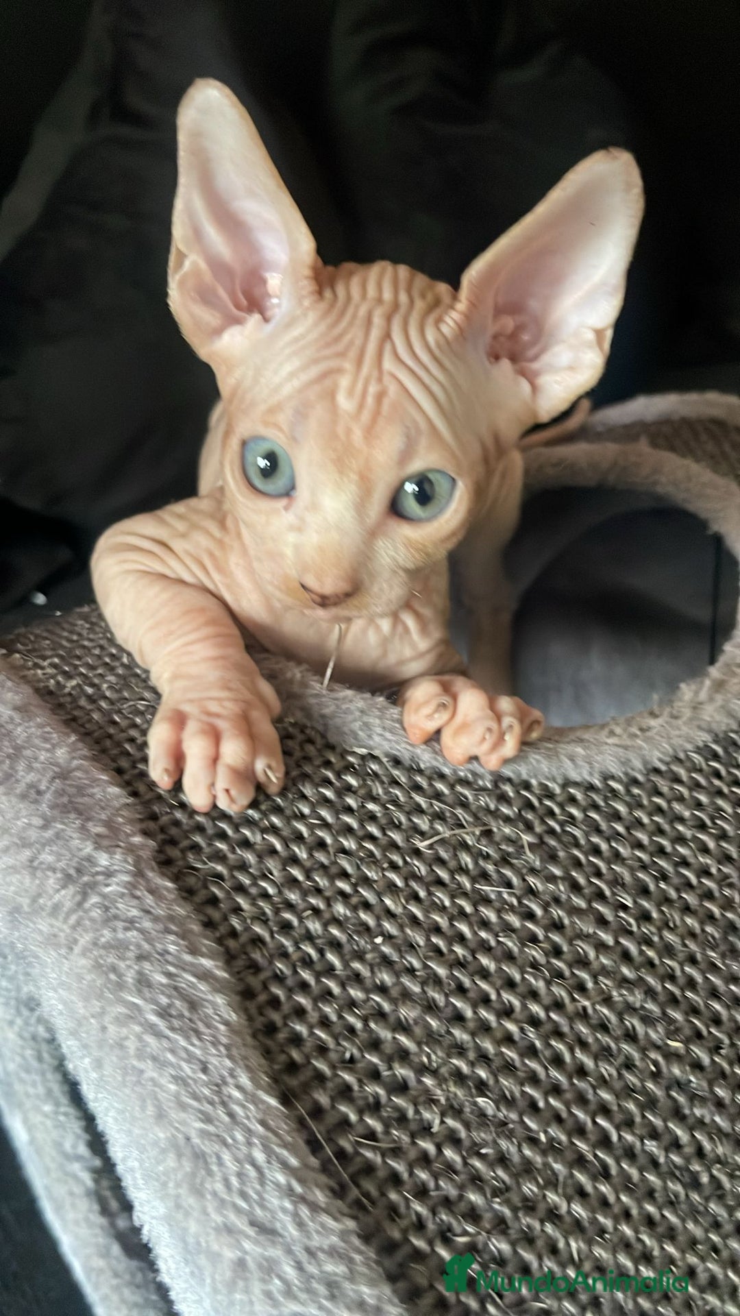 Sphynx gatos en venta: Sphynx de pura raza - Imagen 1