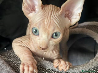 Sphynx gatos - Anuncio 36