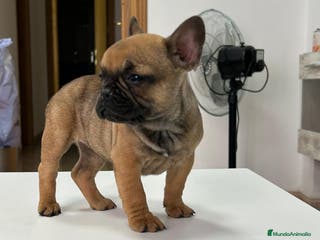 Bulldog Francés perros Cachorra bulldog francés - Anuncio 35