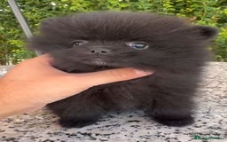Pomerania perros en venta: LULU DE POMERANIA  - Imagen 2