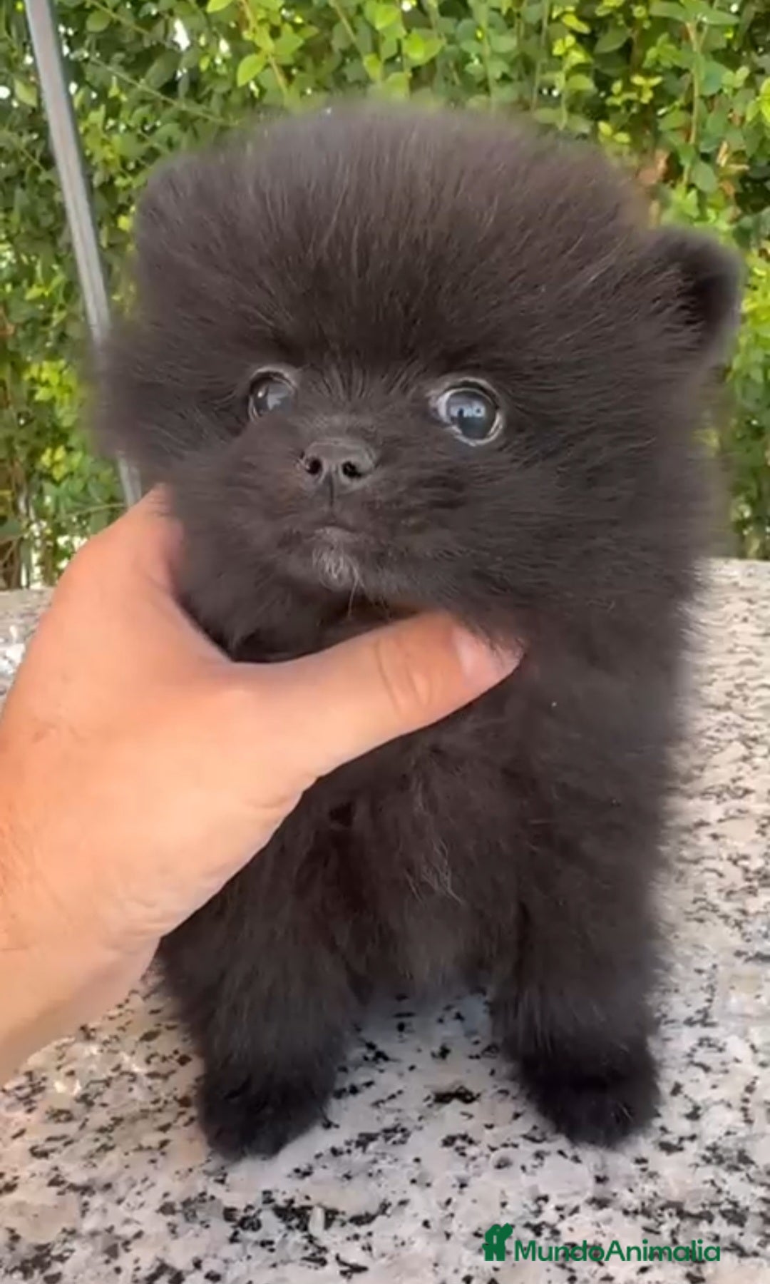 Pomerania perros en venta: LULU DE POMERANIA  - Imagen 2