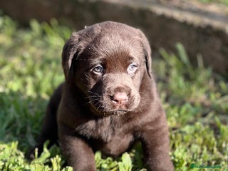 Labrador Retriever perros en Barcelona - Anuncio 20