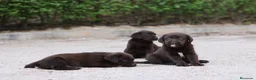Labrador Retriever perros en venta: Preciosos cachorros de Labrador Retriever chocolat - Anuncio 8