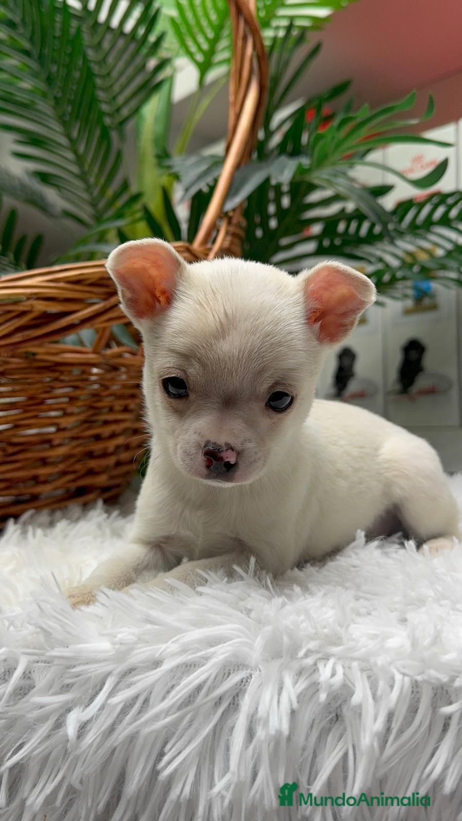 Chihuahua perros CHIHUAHUA MACHO - Anuncio 14