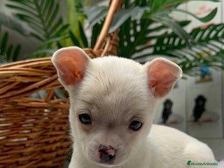 Chihuahua perros CHIHUAHUA MACHO - Anuncio 2