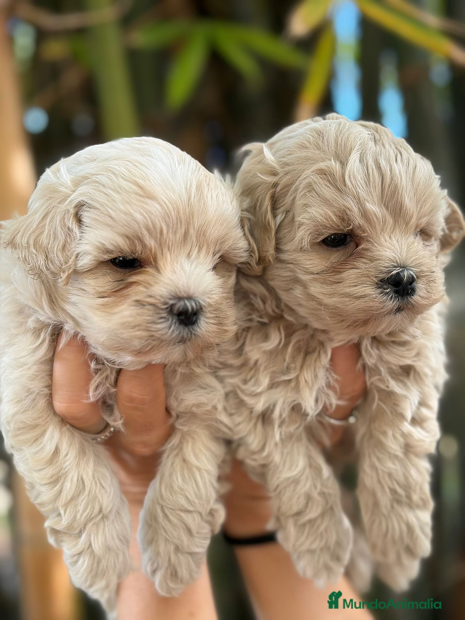 Maltipoo perros Maltipoo toy - Anuncio 7