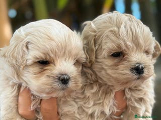 Maltipoo perros Maltipoo toy - Anuncio 26