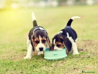 Beagle perros BEAGLE CORDOBA en Ciudad Real - Anuncio 12