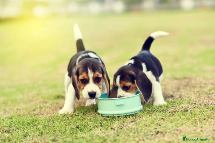 Beagle perros en Ciudad Real - Anuncio 15