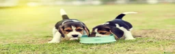 Beagle perros en venta: BEAGLE CORDOBA  en Ciudad Real - Anuncio 1