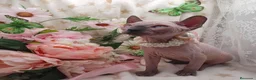 Sphynx gatos en venta: Sphynx  - Anuncio 4